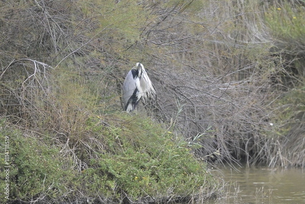 Fototapeta flamingos on water surface