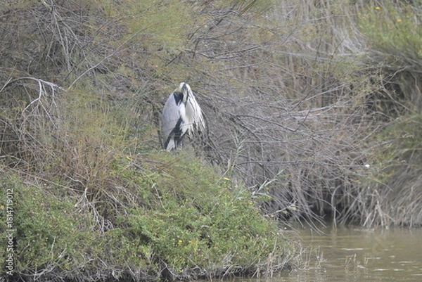 Fototapeta flamingos on water surface