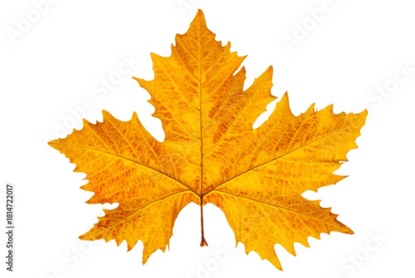 Obraz Platan autumn yellow leaf