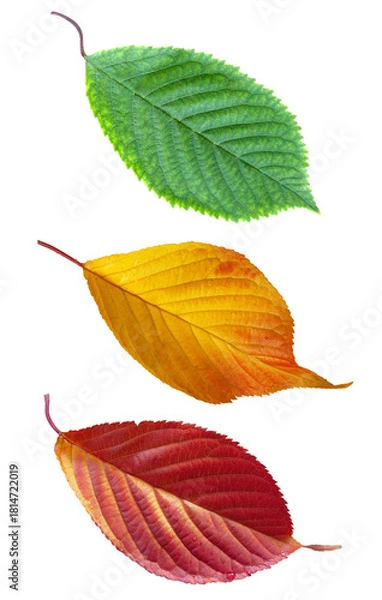 Obraz Cherry red yellow and green leaf