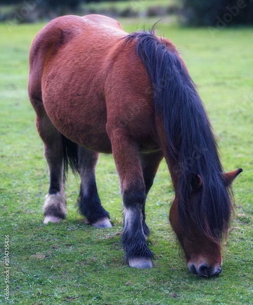 Obraz Strong Brown Pony Grazing on Open Meadow