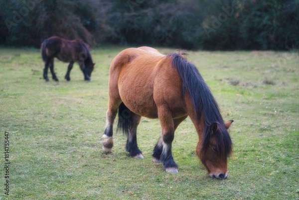 Obraz Chestnut Pony Grazing in Natural Landscape