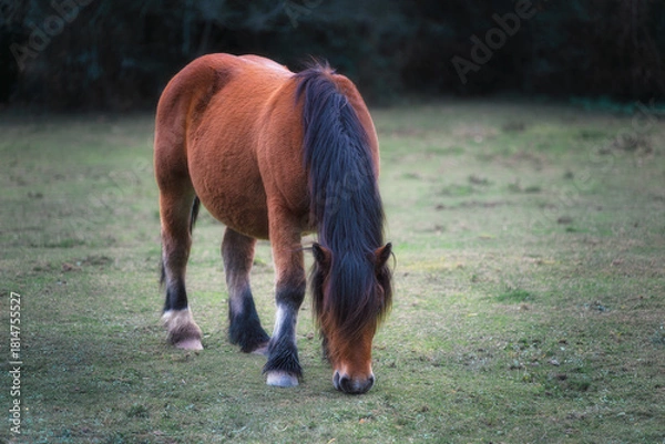 Obraz Wild Horse with Dark Mane Grazing
