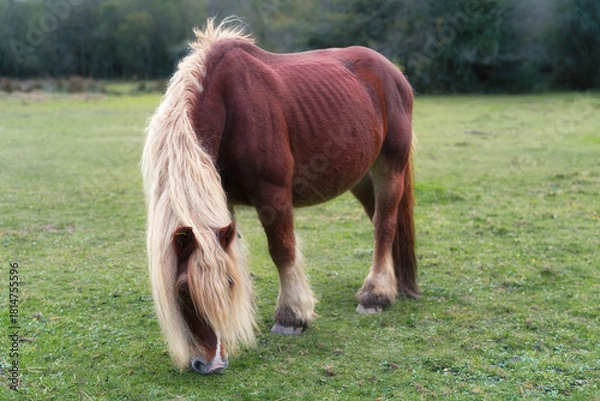 Obraz Horse with Long Mane Feeding Outdoors