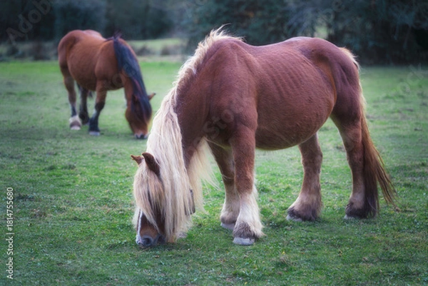 Obraz Wild Pony Feeding Peacefully in the Field