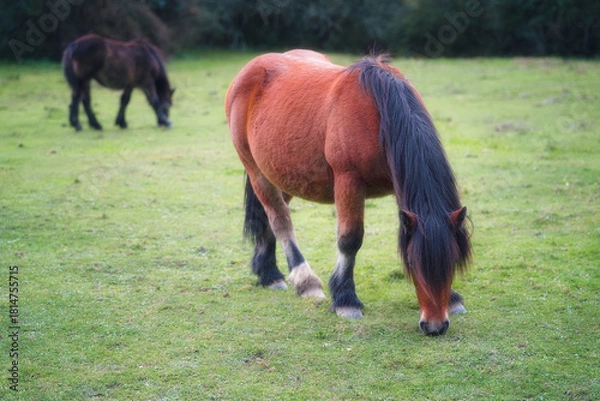 Obraz Rural Pony Grazing on Open Grassland