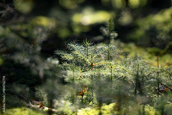 Obraz Waldboden in Nadelwald