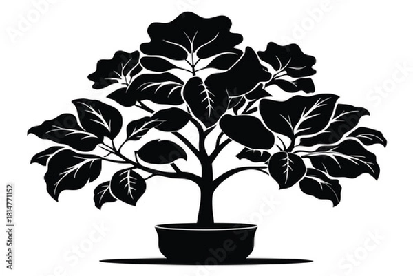 Obraz fiddle leaf fig black and white silhouette