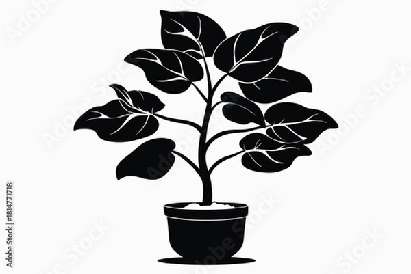 Fototapeta fiddle leaf fig black and white silhouette