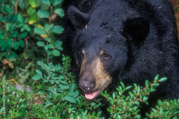 Fototapeta Closeup portrait of a Black Bear