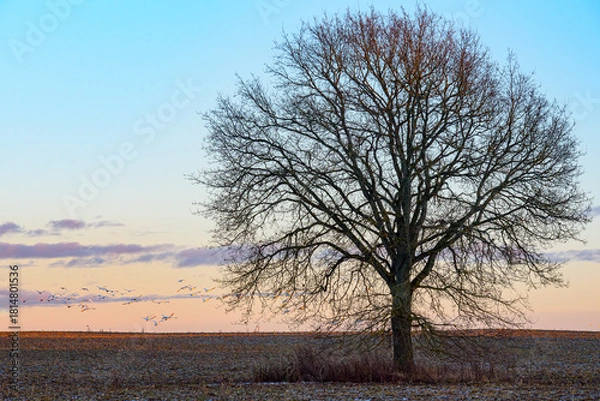 Obraz Lone leafless tree in a frosty field at sunset, with a distant flock of swans flying along the horizon.