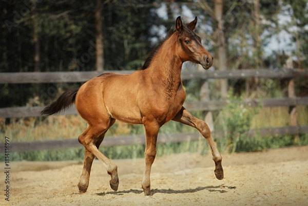 Obraz Bay horse