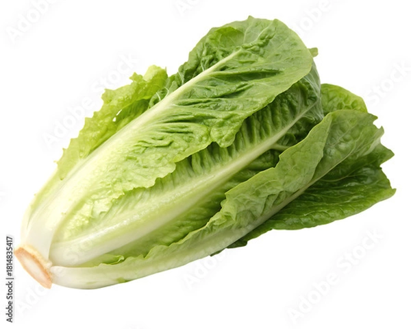 Fototapeta Fresh romaine lettuce head isolated on transparent background