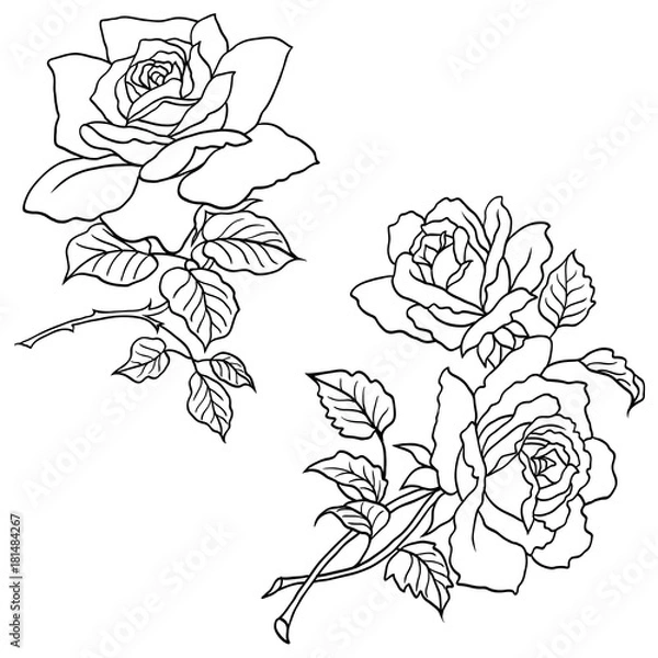 Obraz Hand drawn roses flowers vector set