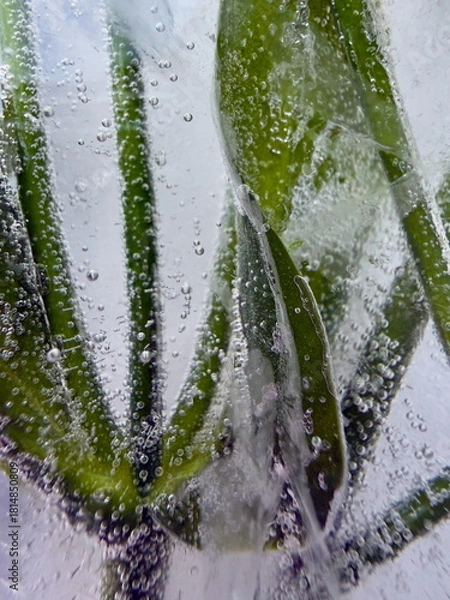 Obraz Artistic Background from a Macro Photograph of Stems and Leaves Frozen in Ice. Vertical photo.