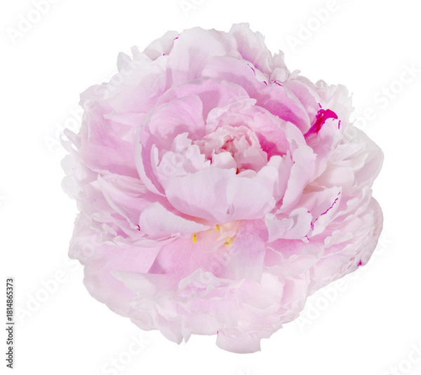 Obraz light pink peony flower isolated single lush bloom on white