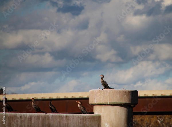 Obraz Double Crested Cormorants on pillars