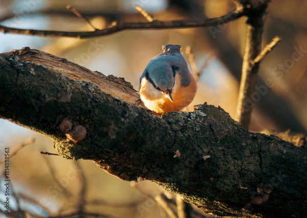 Fototapeta Eurasian nuthatch on a tree