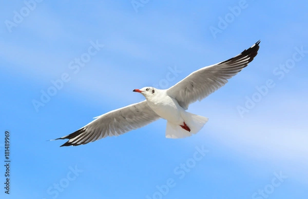 Fototapeta seagull flying in the blue sky
