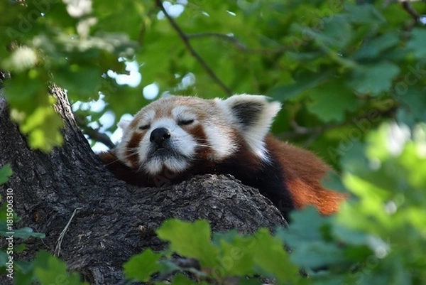 Fototapeta coleccion de varios animales salvajes