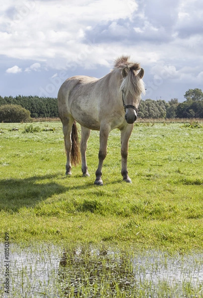 Obraz White poney in the field