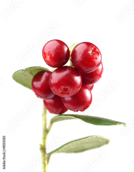 Obraz cranberry on white background