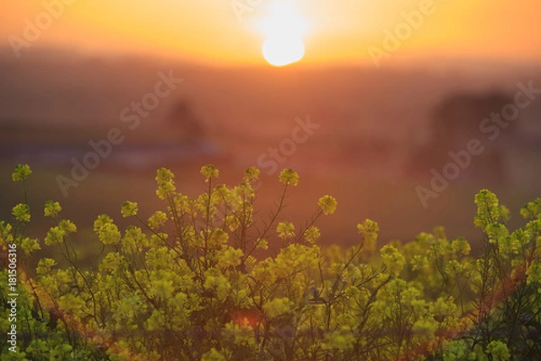 Obraz sunset with mustard flowers
