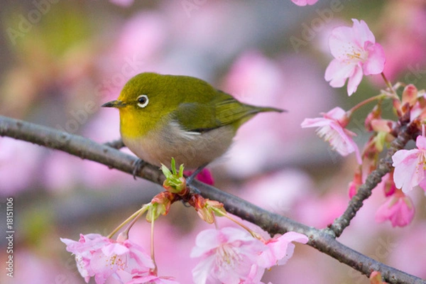 Fototapeta メジロと桜