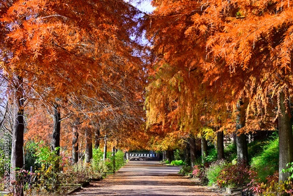 Obraz 紅葉の並木道