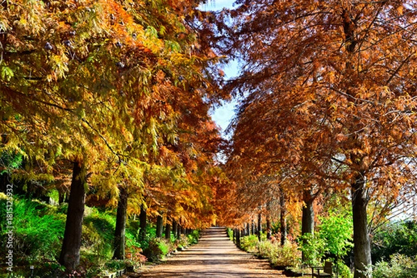 Obraz 紅葉の並木道