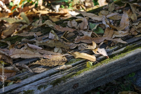 Fototapeta 落ち葉