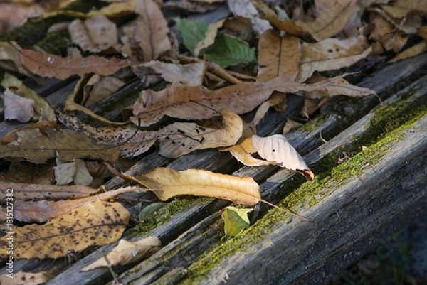 Fototapeta 冬の落ち葉