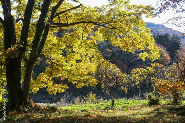 Fototapeta 日差しに輝く紅葉