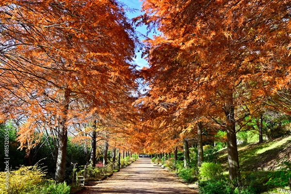 Obraz 紅葉の並木道