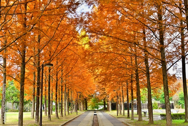 Obraz 紅葉のメタセコイヤの並木道