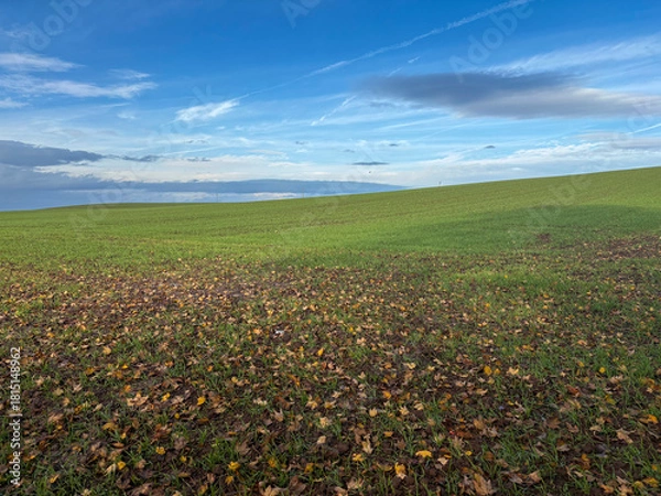 Obraz A field of winter wheat in early November on a sunny day, North Yorkshire, England, United Kingdom