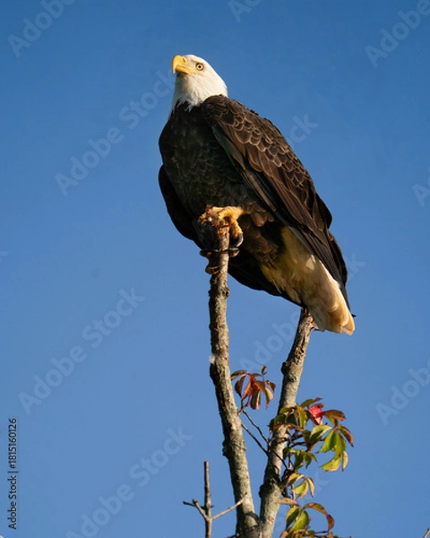 Fototapeta American Bald Eagle 