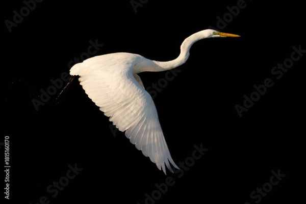 Obraz Egret Taking Flight