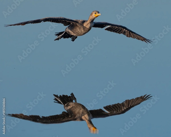 Fototapeta Double-crested Cormorant Reflection
