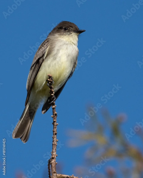 Fototapeta Eastern Phoebe Perched