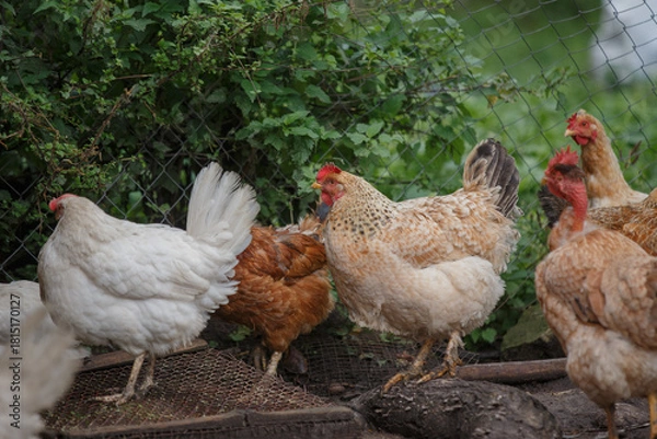 Obraz Domestic chickens standing in rural farmyard setting