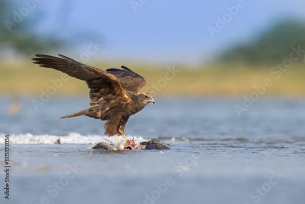 Obraz  Western Marsh Harrier