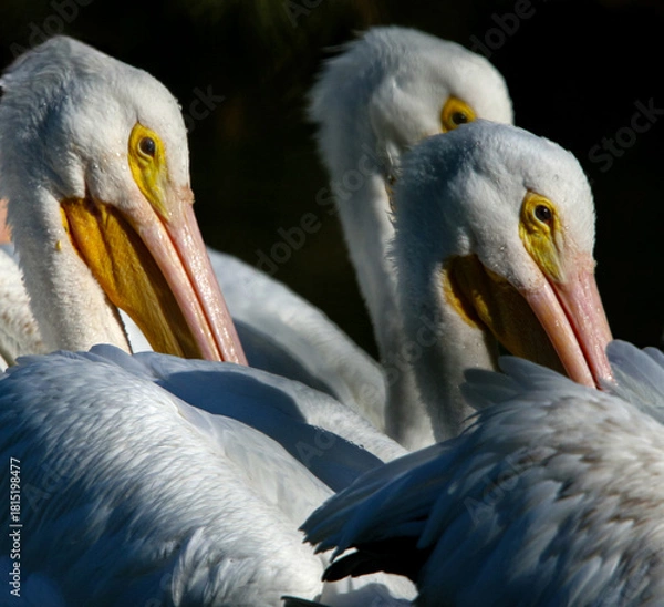 Fototapeta American White Pelicans Swimming in Unison
