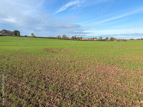 Obraz Field of winter wheat in October near the edge of a town