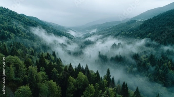 Obraz Misty Forest Valley in Mountains with Lush Green Trees and Fog Rolling Through the Landscape on a Cloudy Day