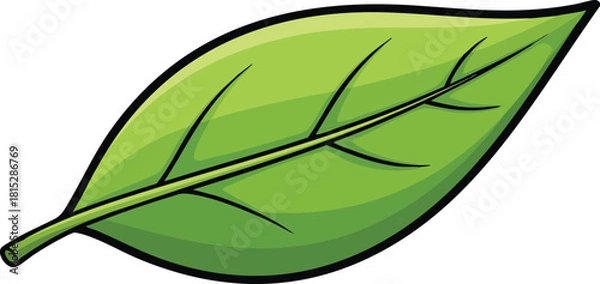 Fototapeta Single Bright Green Leaf With Dark Veins Isolated On White