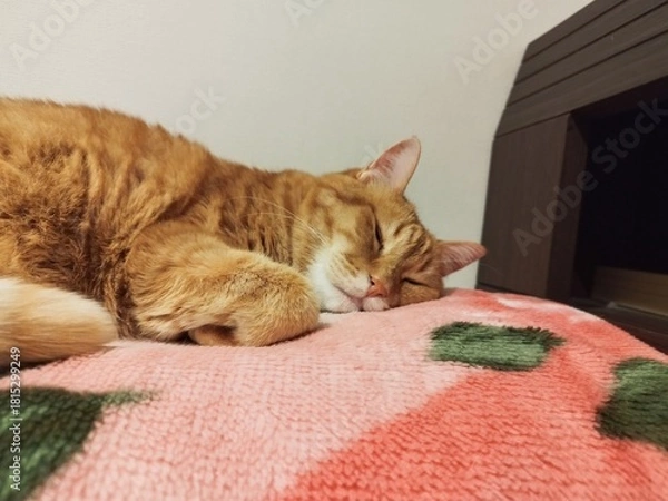 Obraz 気持ちよさそうに眠る猫