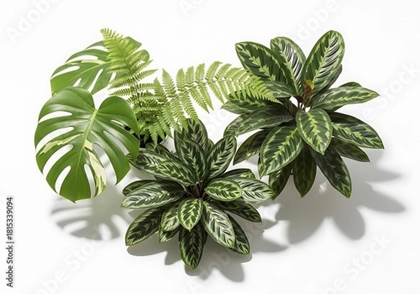 Fototapeta Group of assorted green houseplants including monstera, fern, and calathea on white