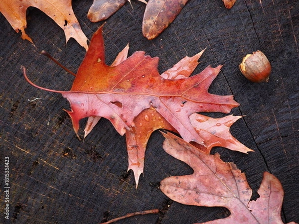 Obraz oak leaves fallen on tree stump