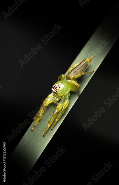 Obraz The Green Jumping Spider or Mopsus mormon.